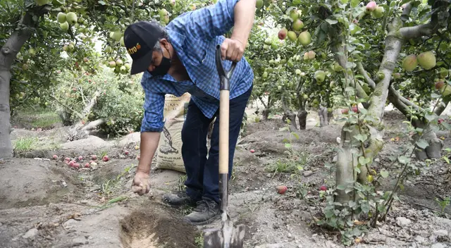 Midagri ha dispuesto medidas  ante el alto costo de los fertilizantes