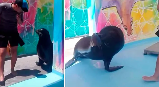 Foca le hizo una broma que generó alegría en TikTok.