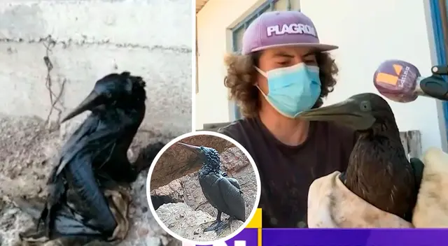 El joven indicó que un lobo marino bebé también se encontraba perjudicado por el petróleo.