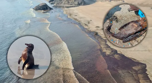 El daño ocasionado por el derrame de este aceite mineral es mucho mayor que el estimado, según indicó Sernanp.