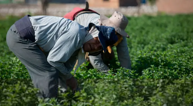 Bono Wanuchay 2022 se comenzó a pagar desde el 18 de enero. Bono Wanuchay 2022 se comenzó a pagar desde el 18 de enero.