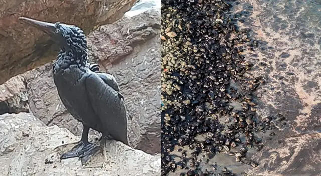 Derrame de petróleo en Ventanilla: Indecopi sugiere exigir indemnización a Repsol Derrame de petróleo en Ventanilla: Indecopi sugiere exigir indemnización a Repsol