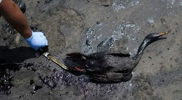 Repsol viene contaminando más de cinco playas en todo el litoral peruano Repsol viene contaminando más de cinco playas en todo el litoral peruano