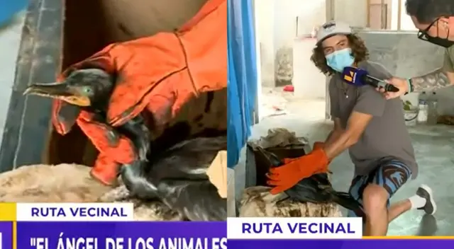 “El ángel de los animales”: joven pide apoyo para rescatar a aves afectadas por derrame de petróleo de Repsol [VIDEO]