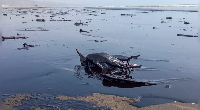 Presidencia se pronuncia tras el derrame de petróleo