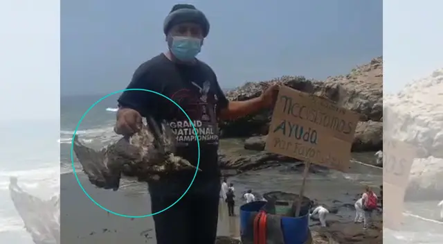 Pescador halla ave marina sin vida tras derrame de petróleo en Ventanilla.