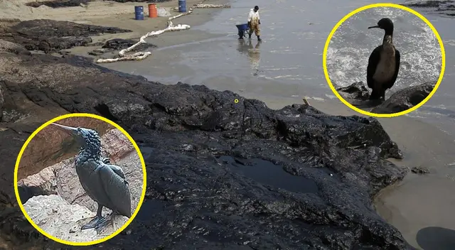 Animales acabaron llenos de petroleo tras derrame de Repsol