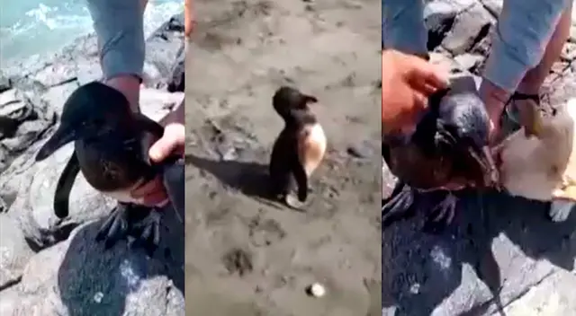 Animales marinos son encontrados llenos de petróleo Animales marinos son encontrados llenos de petróleo