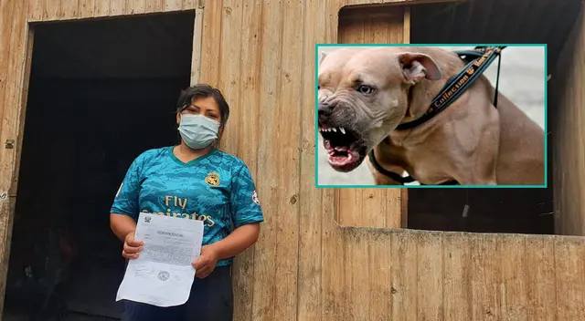 Perro pitbull muerde a menor de edad en Ventanilla. Perro pitbull muerde a menor de edad en Ventanilla.