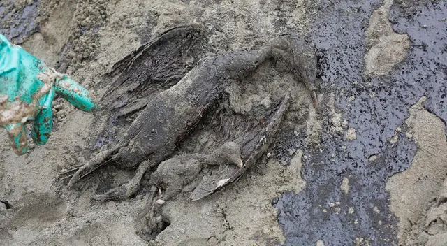 Hallan decenas de animales muertos por el petróleo