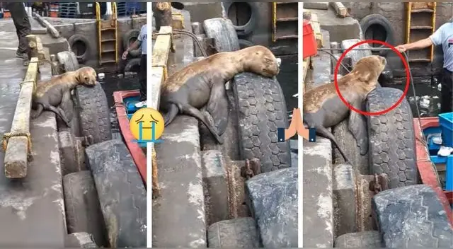Para llorar. El video de un lobito marino moribundo tras el derrame de petróleo en el mar es viral.