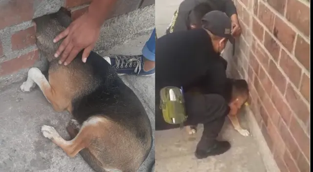 Independencia: rescatan a perro atrapado en una pared tras meter la cabeza en un agujero [VIDEO]