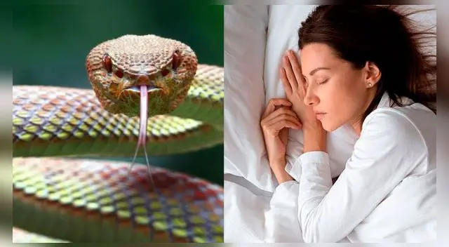 Entérate el significado de soñar con serpientes.