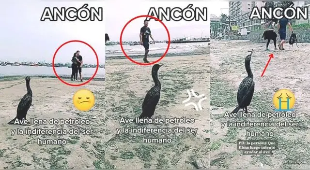 Hasta el momento son cientos de animales marinos que han perdido la vida en el derrame de petróleo. Hasta el momento son cientos de animales marinos que han perdido la vida en el derrame de petróleo.