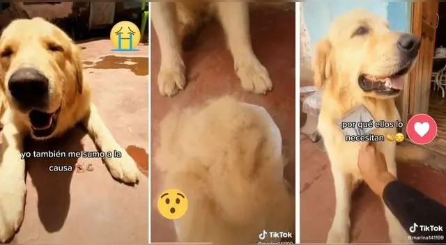 Aplausos. El pelito de los animales también sirve para limpiar el derrame de petróleo en el mar.