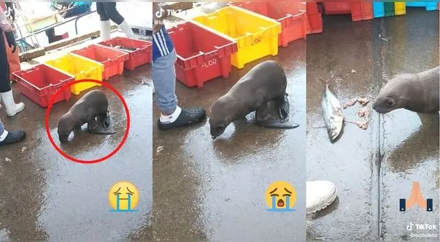 El video ha tocado los corazones de cientos de usuarios en TikTok por lo que pidieron ayuda. El video ha tocado los corazones de cientos de usuarios en TikTok por lo que pidieron ayuda.