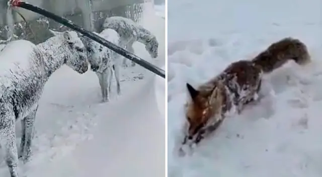 Los ciudadanos turcos salieron a las calles para ayudar a estos animales desprotegidos y se encontraron con desgarradoras escenas. Los ciudadanos turcos salieron a las calles para ayudar a estos animales desprotegidos y se encontraron con desgarradoras escenas.