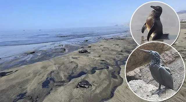 Animales fueron afectados severamente por el derrame de petróleo.