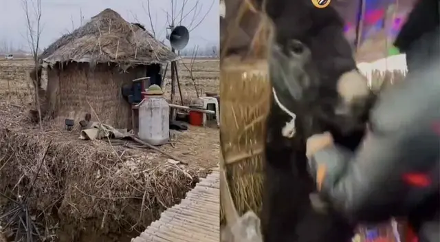 El sujeto se emocionó y bailó con un burro dentro de su cabaña y se volvieron viral en redes social