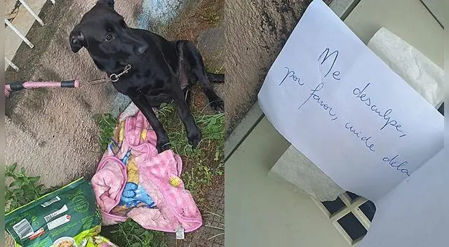 Linda. El perro fue abandonado de madrugada en la puerta de Laís Chesine Monfrinato.