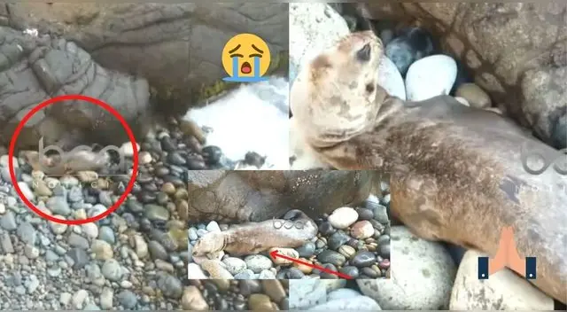 Lamentable. El video muestra el estado del lobo marino luego de huir de las aguas negras. Lamentable. El video muestra el estado del lobo marino luego de huir de las aguas negras.