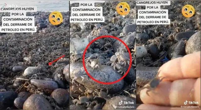 Terrible. El video que esta en TikTok ha conmocionado a cientos de usuarios en la red sociales. Terrible. El video que esta en TikTok ha conmocionado a cientos de usuarios en la red sociales.