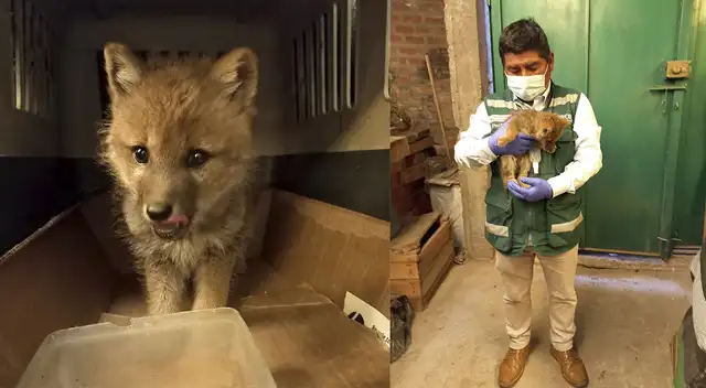 Cría de zorro andino es encontrada en Juliaca. Cría de zorro andino es encontrada en Juliaca.