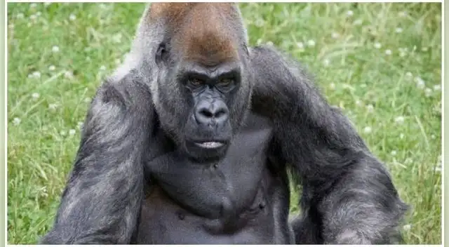 El día antes de su muerte, Ozzie tenía la cara hinchada y no podía comer ni beber (Foto: Zoo Atlanta/Facebook)