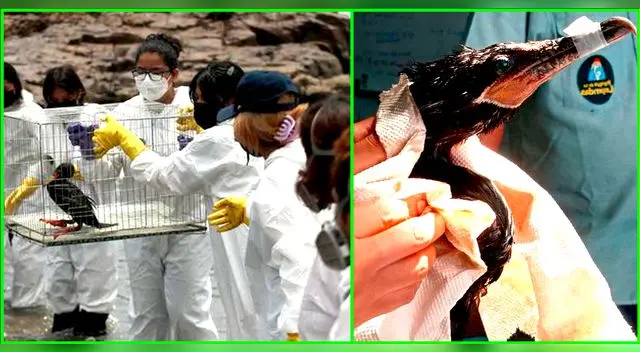 SERFOR habilita 4 puntos para llevar animales víctimas de la contaminación de Repsol. SERFOR habilita 4 puntos para llevar animales víctimas de la contaminación de Repsol.