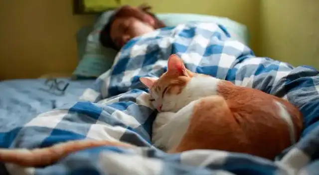 Significado de soñar con gatos.