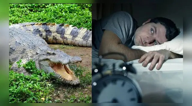 Conoce qué significa soñar con cocodrilos. Conoce qué significa soñar con cocodrilos.