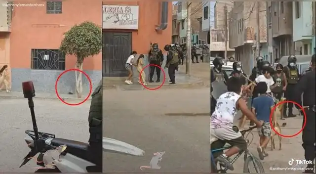 El video recibió cientos de comentarios comparando al animalito con los personajes políticos.