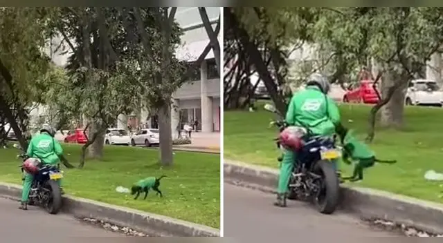 Los usuarios en TikTok quedaron encantados con la labor que realiza el can junto a su dueño. Los usuarios en TikTok quedaron encantados con la labor que realiza el can junto a su dueño.