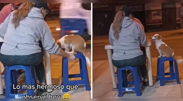 Los perritos son capaces de aprender prácticamente cualquier truco o habilidad que se les enseñe. Los perritos son capaces de aprender prácticamente cualquier truco o habilidad que se les enseñe.