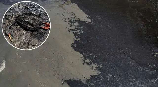 Hidrocarburo causó la muerte de cientos de animales marinos por irresponsabilidad de Repsol. Hidrocarburo causó la muerte de cientos de animales marinos por irresponsabilidad de Repsol.