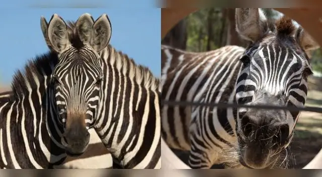 Las ilusiones ópticas ha generado una sensación. Las ilusiones ópticas ha generado una sensación.