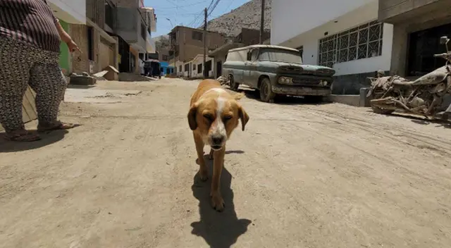 Mascota fue una de las pocas que se salvó del envenenamiento. Mascota fue una de las pocas que se salvó del envenenamiento.