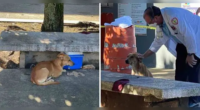 La historia tocó el corazón de los usuarios en redes sociales, quienes agradecieron al señor por adoptarlo. La historia tocó el corazón de los usuarios en redes sociales, quienes agradecieron al señor por adoptarlo.