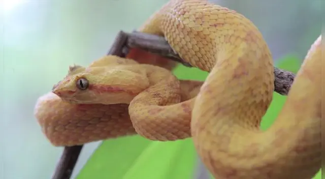 Soñar con estos reptiles puede estar relacionado con engaños y decepciones. Presta mucha atención a quiénes te rodean. Soñar con estos reptiles puede estar relacionado con engaños y decepciones. Presta mucha atención a quiénes te rodean.