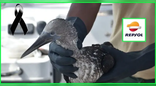 Más de la mitad de animales que ingresaron contaminados de petróleo de Repsol, murieron. Más de la mitad de animales que ingresaron contaminados de petróleo de Repsol, murieron.