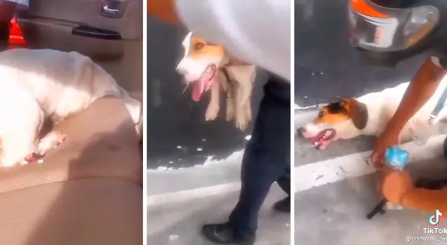 El animal permaneció por mucho tiempo encerrado en la camioneta de sus dueños, quienes lo dejaron a su suerte y casi se muere. El animal permaneció por mucho tiempo encerrado en la camioneta de sus dueños, quienes lo dejaron a su suerte y casi se muere.