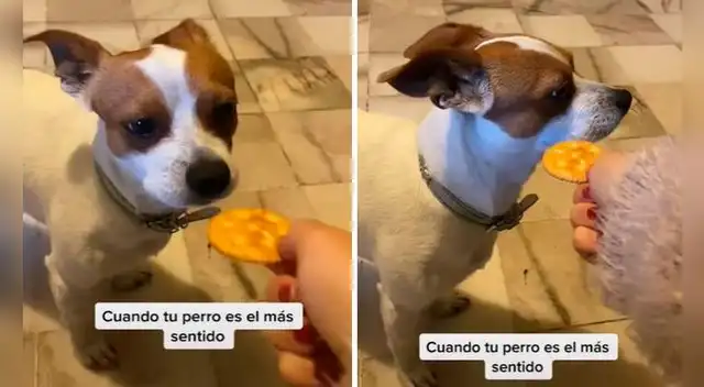 Un perro estaba ansioso por recibir un premio; sin embargo, su dueña lo engañó al fingir que le daba una galleta en su hocico.  Foto: captura de TikTok