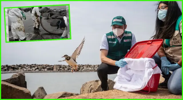 Aves retornan a su hábitat tras recuperarse en el Parque de las Leyendas.