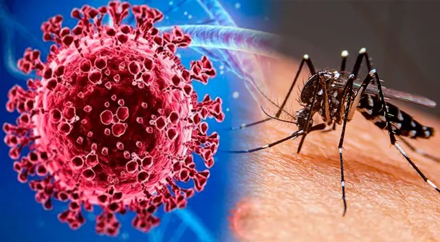 Una nueva coinfección llamada coronadengue aparece en el mundo