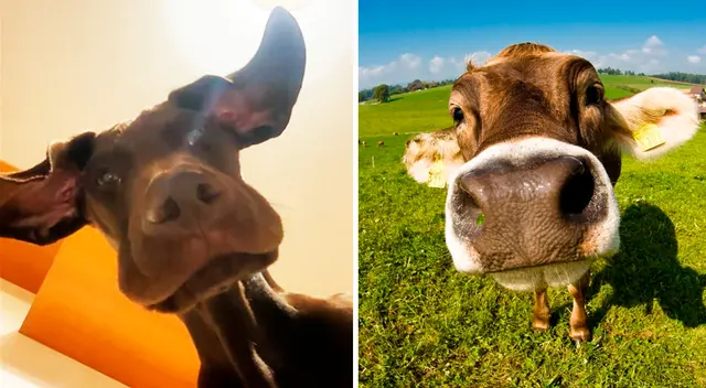 Perro vaca viral en Twitter.