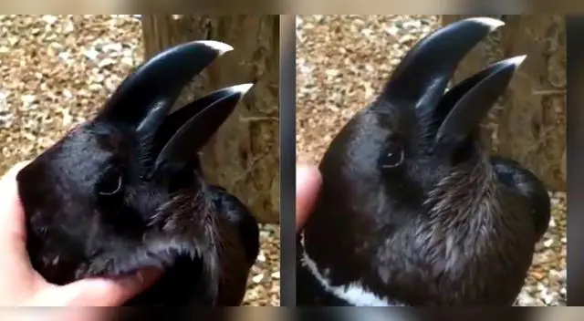 El video se viralizó en redes sociales.