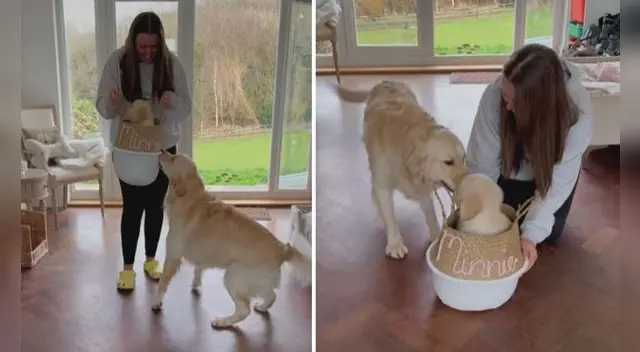 Esta emotiva escena ha logrado conmover a una gran cantidad de usuarios en las redes sociales. Foto: captura de TikTok Esta emotiva escena ha logrado conmover a una gran cantidad de usuarios en las redes sociales. Foto: captura de TikTok