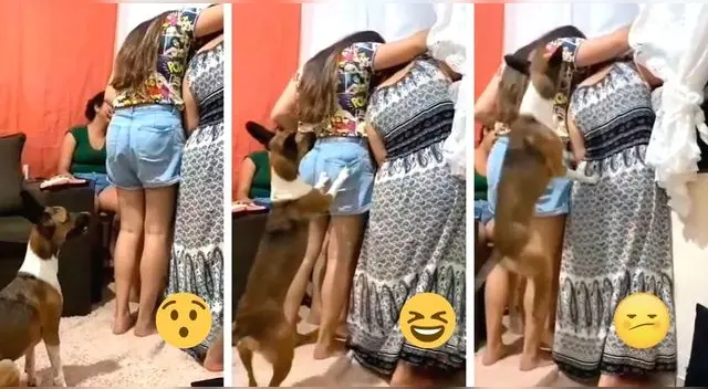 Perro quiere saber lo que observan sus dueñas en la calle y ‘pide’ que le hagan un espacio Perro quiere saber lo que observan sus dueñas en la calle y ‘pide’ que le hagan un espacio