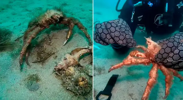 Cuando lo encontraron, el cangrejo estaba tratando de liberarse comiendo el hilo de pescar.