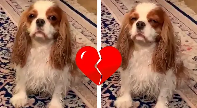 Perrito en Día de San Valentín.